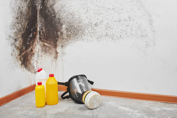 Best Emergency Mold Remediation  in Caddo Mills, TX